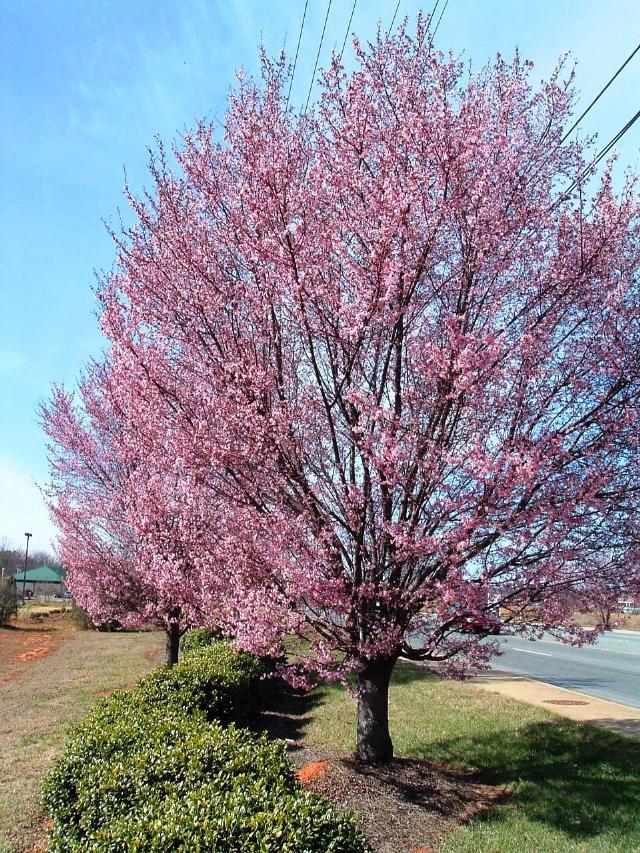Prunus campanulata Okame — photo 1