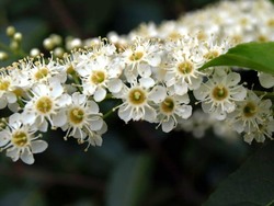 Prunus lusitanica — photo 1
