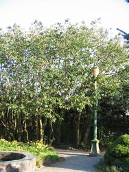 Prunus lusitanica — photo 3