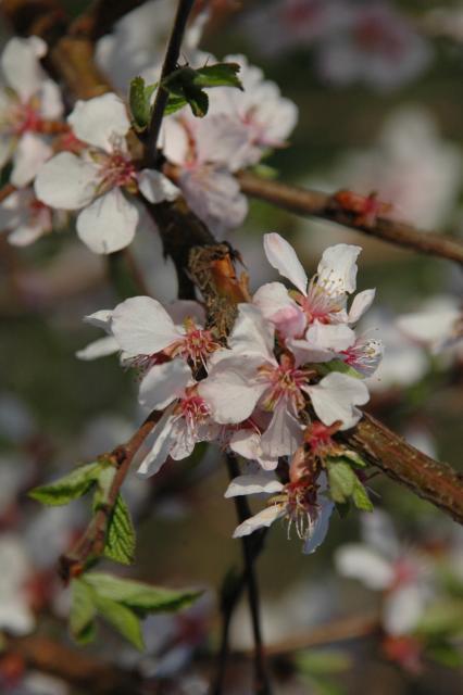 Prunus japonica — photo 1