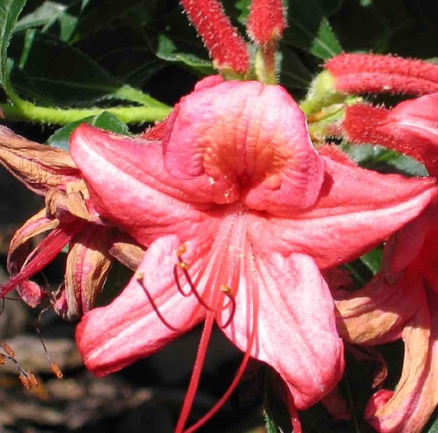 Azalea Millenium — photo 1
