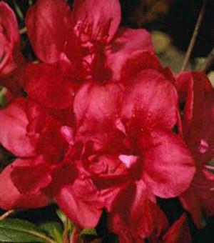 Azalea 'Mother's Day'(Kurume Hybrid) — photo 1