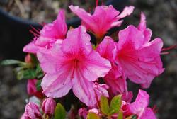 Azalea 'Girard's Renee Michelle'(Girard Hybrid) — photo 1