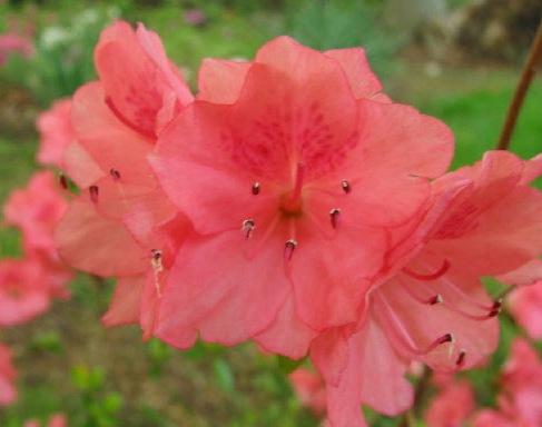 Azalea Salmon Spray — photo 1