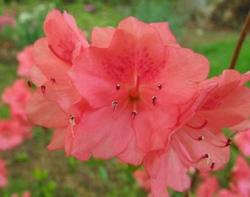 Azalea Salmon Spray — photo 1