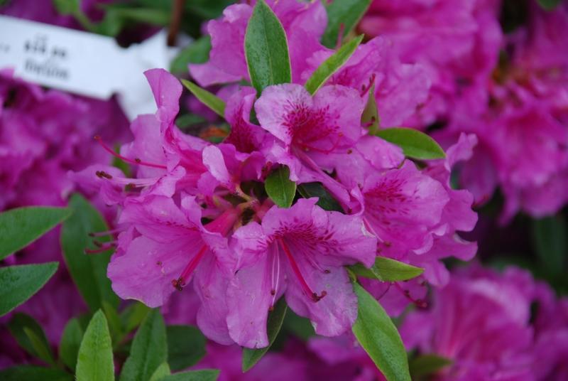 Azalea Sherwood Orchid — photo 1