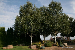 Betula utilis var. jacquemontii — photo 5