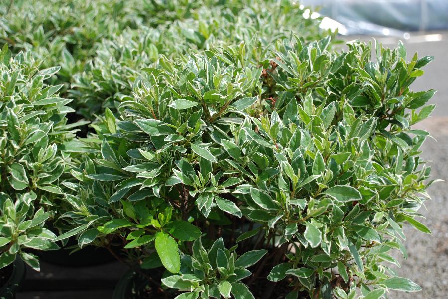 Azalea 'Silver Sword' — photo 1