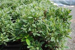 Azalea 'Silver Sword' — photo 1