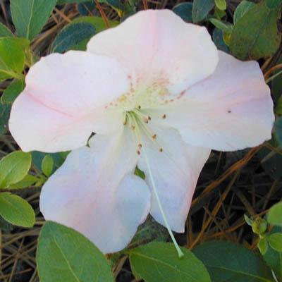 Azalea 'Sir Robert'( Robin Hill Hybrid) — photo 1