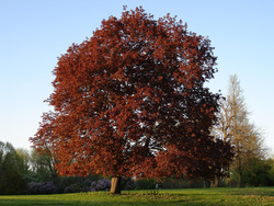 Acer platanoides 'Schwedleri' — photo 2