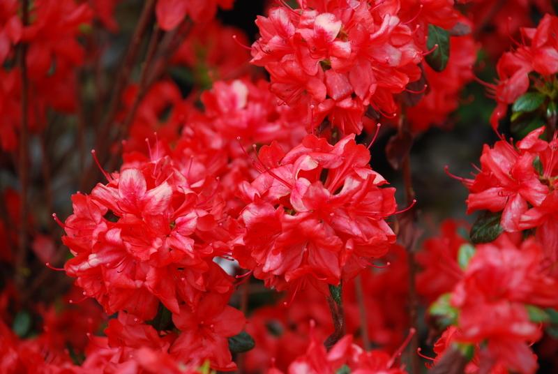 Azalea 'Stewartstonian' — photo 1
