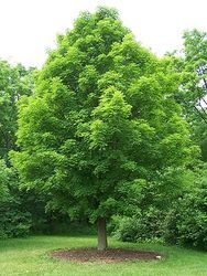 Acer saccharum — photo 6