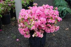 Rhododendron 'Tradition'(Kurume Hybrid) — photo 1
