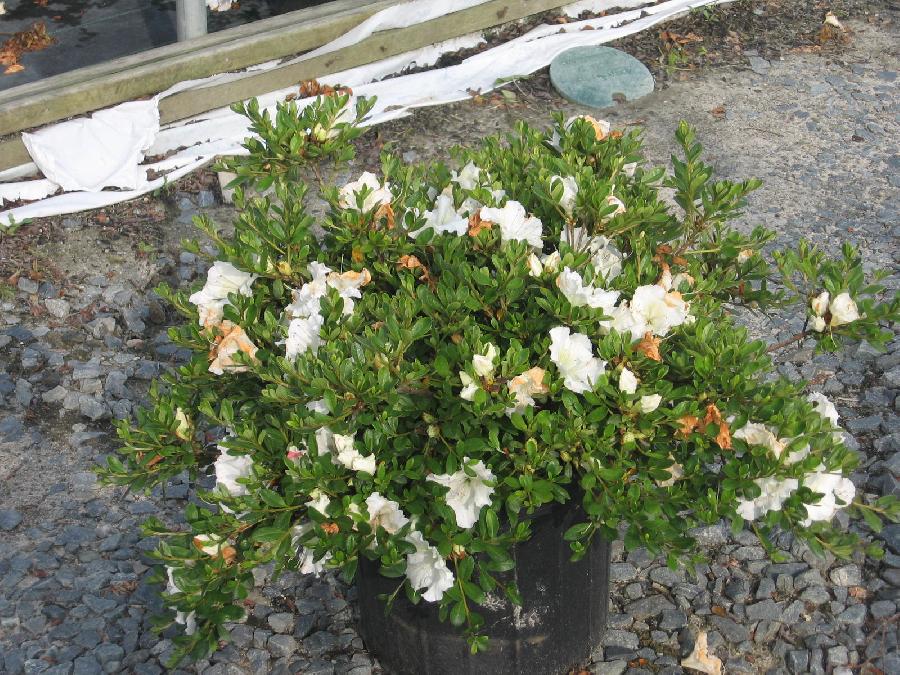 Azalea 'Gumpo White'(Satsuki Hybrid) — photo 1
