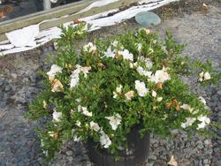 Azalea 'Gumpo White'(Satsuki Hybrid) — photo 1