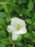 Azalea 'Gumpo White'(Satsuki Hybrid) — photo 2