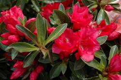 Azalea 'Hershey's Red' (Kurume Hybrid) — photo 2
