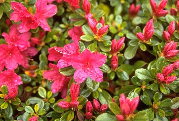 Rhododendron 'Hinode-Giri'(Kurume Hybrid)