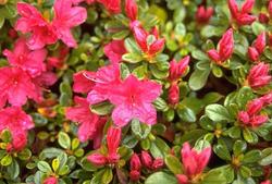 Rhododendron 'Hinode-Giri'(Kurume Hybrid) — photo 1