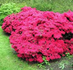 Rhododendron 'Hinode-Giri'(Kurume Hybrid) — photo 2