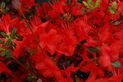 Azalea 'Hino-Crimson'(Kurume Hybrid) — photo 2
