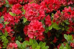 Azalea 'Hino-Crimson'(Kurume Hybrid) — photo 3