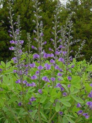Baptisia Australis — photo 1