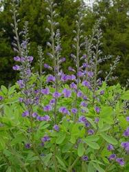 Baptisia Australis — photo 1
