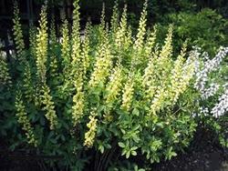 Baptisia 'Carolina Moonlight' — photo 1