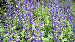 Baptisia 'Purple Smoke' — photo 1