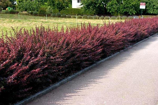 Berberis thunbergii f. atropurpurea — photo 1