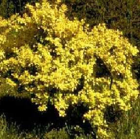 Berberis thunbergii Aurea — photo 1