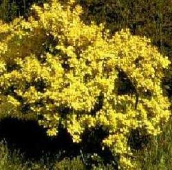 Berberis thunbergii Aurea — photo 1