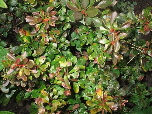 Berberis thunbergii f. atropurpurea 'Bagatelle' — photo 1