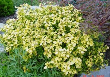 Berberis thunbergii 'Bogozam' — photo 1