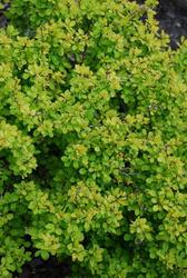 Berberis thunbergii 'Bogozam' — photo 2