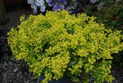 Berberis thunbergii 'Bogozam' — photo 3