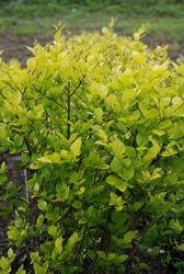 Berberis thunbergii 'Bogozam' — photo 4