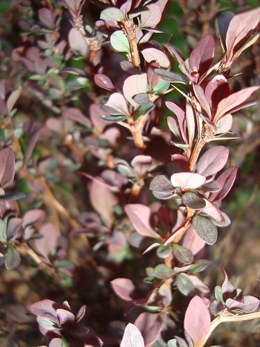 Berberis thunbergii f. atropurpurea 'Concorde' — photo 1