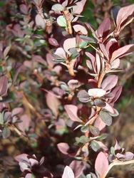 Berberis thunbergii f. atropurpurea 'Concorde' — photo 1