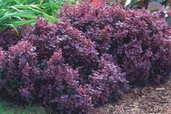 Berberis thunbergii f. atropurpurea 'Concorde' — photo 2