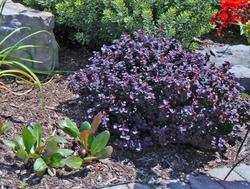 Berberis thunbergii f. atropurpurea 'Concorde' — photo 3