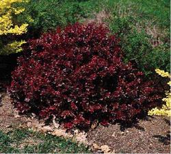 Berberis thunbergii f. atropurpurea 'Crimson Pygmy' — photo 1