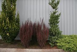 Berberis thunbergii f. atropurpurea 'Helmond Pillar' — photo 1
