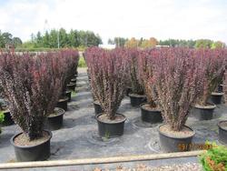 Berberis thunbergii f. atropurpurea 'Helmond Pillar' — photo 2