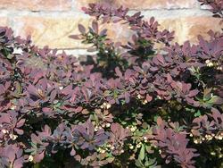 Berberis thunbergii f. atropurpurea 'Rose Glow' — photo 1