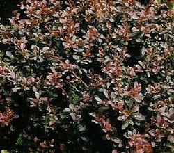 Berberis thunbergii f. atropurpurea 'Royal Burgundy' — photo 1