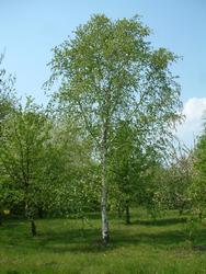 Betula utilis var. jacquemontii — photo 1