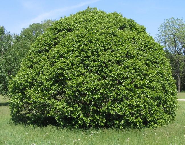 Betula Little King Clump — photo 1